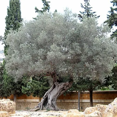 Villa San Leone Home